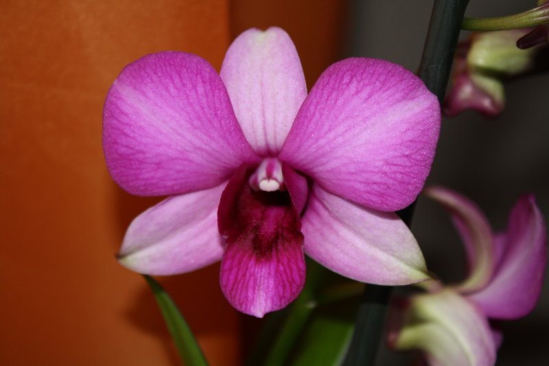 Orchideensammlung meiner Frau