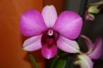 Orchideen/11405/orchideensammlung-meiner-frau Orchideensammlung meiner Frau