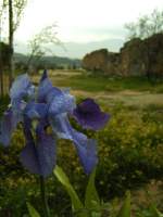 pflanzen-blumen/12217/iris-in-pamukale-i Iris in Pamukale I