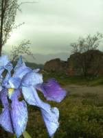 pflanzen-blumen/12218/iris-in-pamukale-ii Iris in Pamukale II